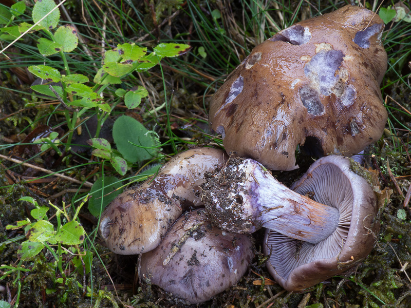 Cortinarius purpurascens